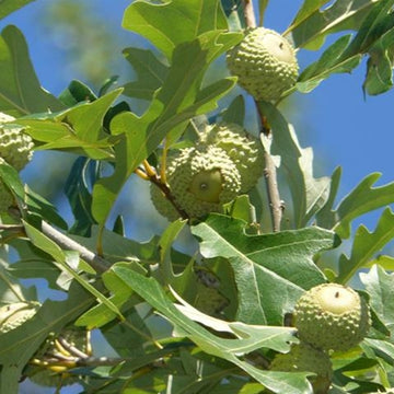Image of Overcup Oak acorns on the tree.